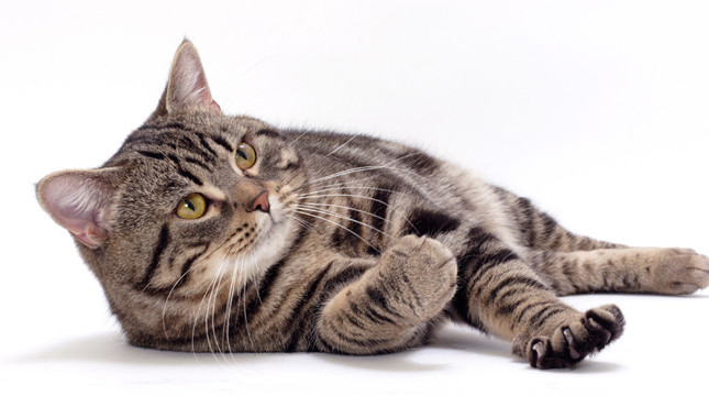 Kucing tanpa ekor - Berkembang biak Manx