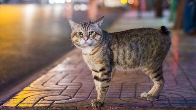 Kucing tanpa ekor - Berkembang biak Manx