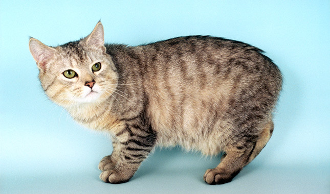 Kucing tanpa ekor - Berkembang biak Manx