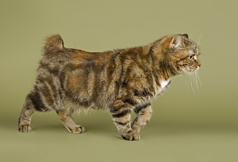 Kucing tanpa ekor - Berkembang biak Manx