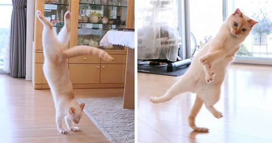 Kucing Chaco sedang menari