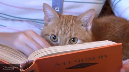 Kucing itu sedang membaca buku