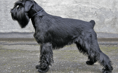 Anjing jenis mittelschnauzer