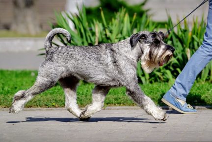 Breed Mittelschnauzer