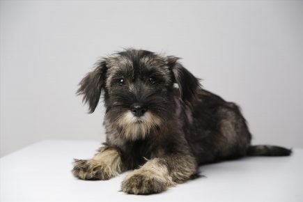 Schnauzer