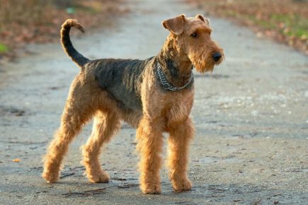 Breed Airedale