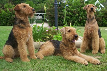 Airedale Terrier