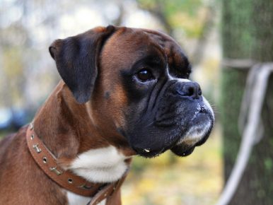 Anjing jenis boxer