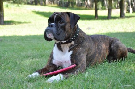 Breed German Boxer