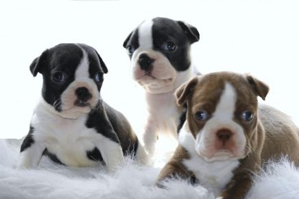 Anjing trah Boston Terrier