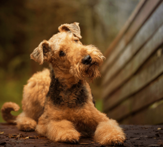 berkembang biak Airedale