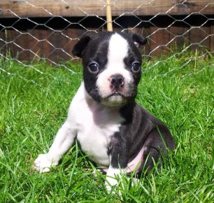 Breed Boston Terrier