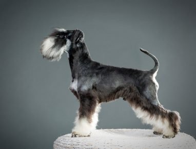 Schnauzer miniatur jenis anjing