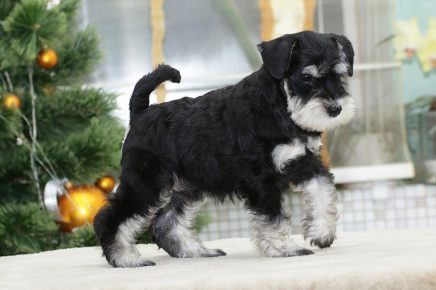 Miniatur Schnauzer