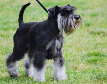 Miniatur Schnauzer berkembang biak