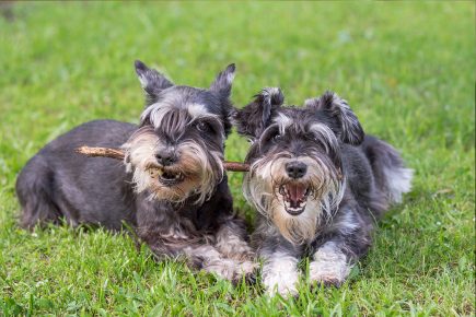 Miniatur Schnauzer