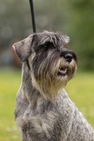 Schnauzer