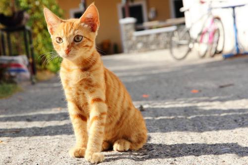 Giardia pada kucing: gejala, diagnosis dan perawatan