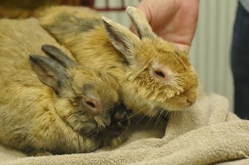 Myxomatosis pada kelinci: gejala, pencegahan dan perawatan