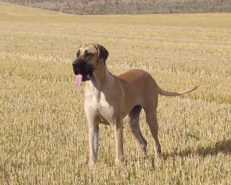 Beige Great Dane - photo