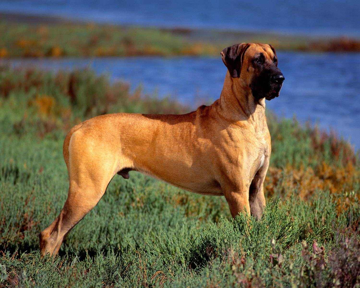 Foto Great Dane