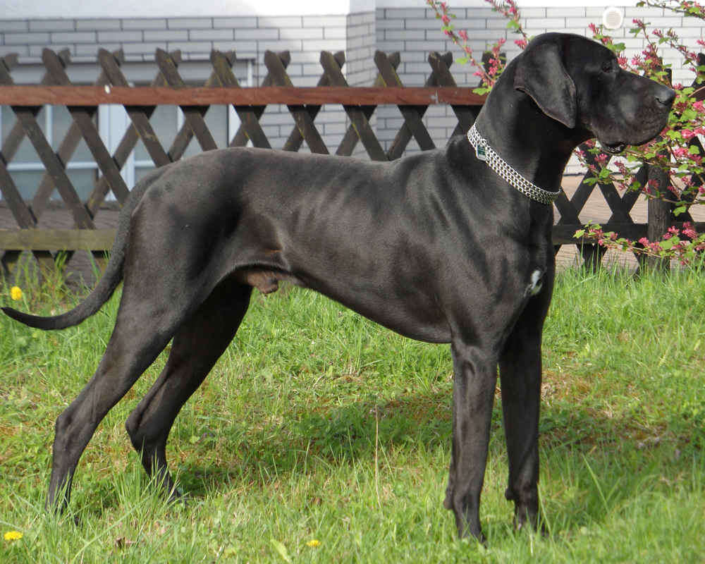 Great Dane - photo