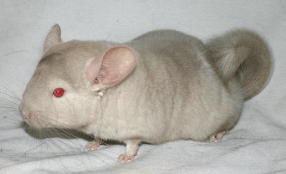 Warna dan jenis chinchilla