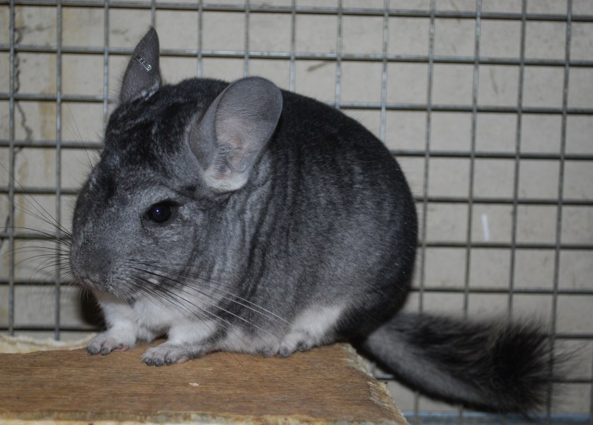 Warna dan jenis chinchilla