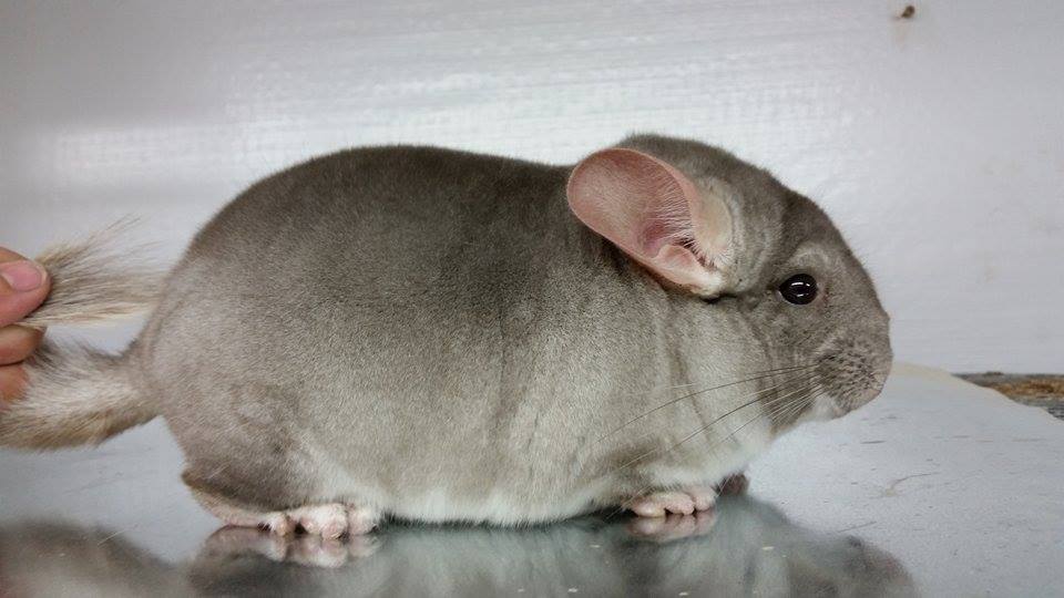 Warna dan jenis chinchilla