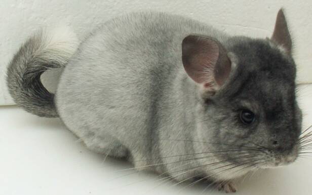 Warna dan jenis chinchilla