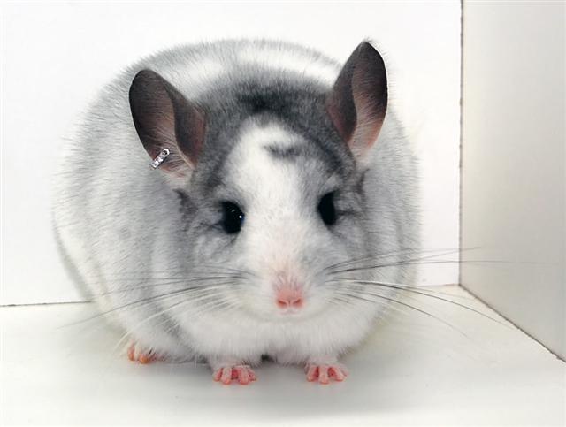 Warna dan jenis chinchilla