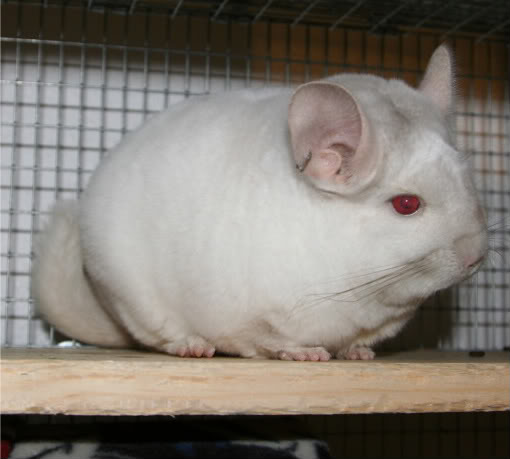 Warna dan jenis chinchilla