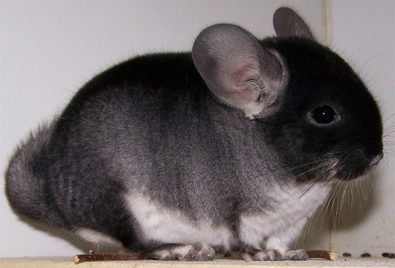 Warna dan jenis chinchilla