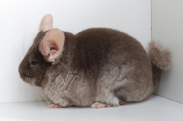 Warna dan jenis chinchilla