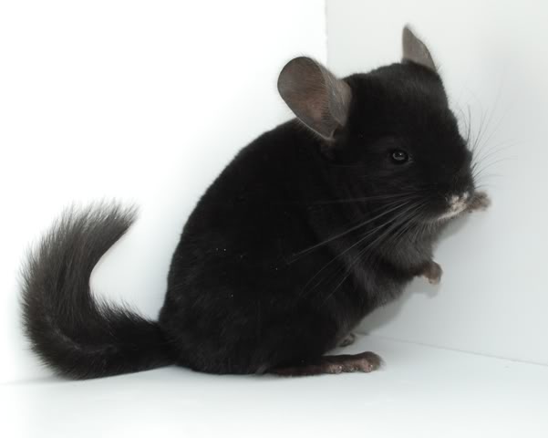 Warna dan jenis chinchilla