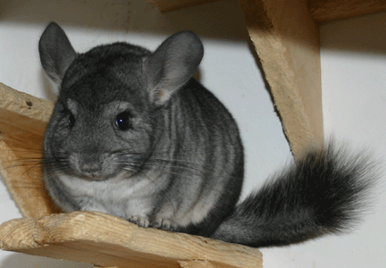 Warna dan jenis chinchilla