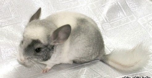 Warna dan jenis chinchilla