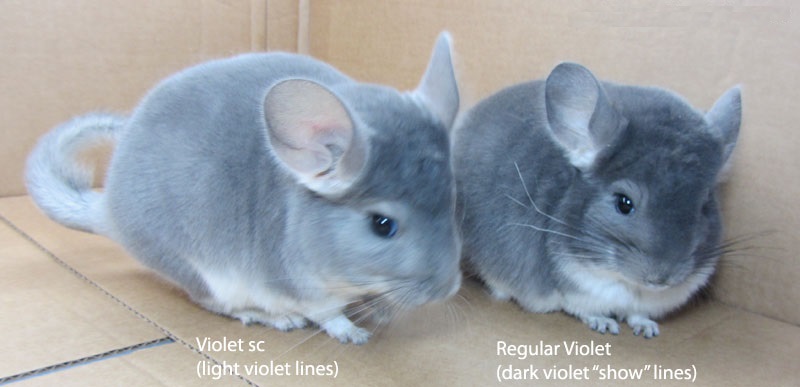 Warna dan jenis chinchilla