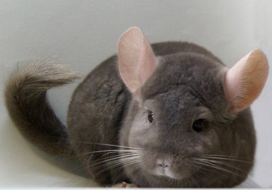 Warna dan jenis chinchilla