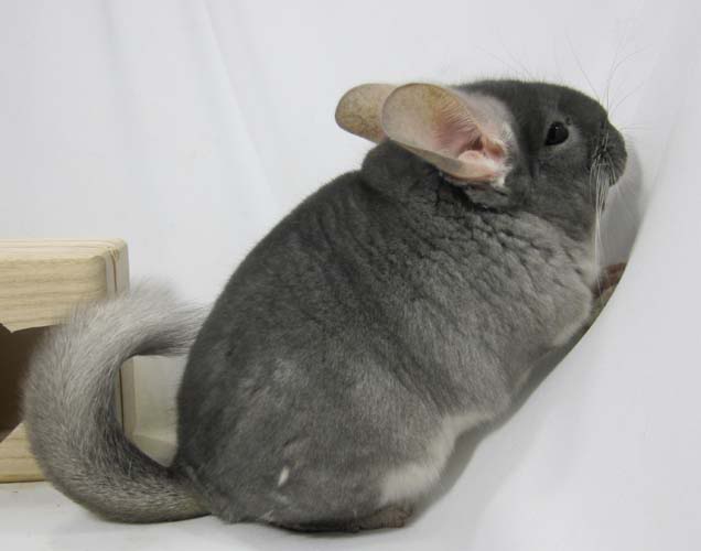 Warna dan jenis chinchilla