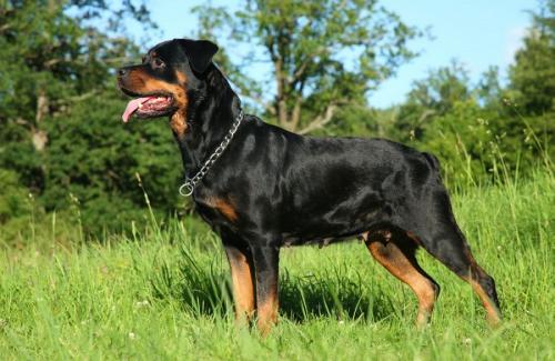 Apakah rottweiler berbahaya?