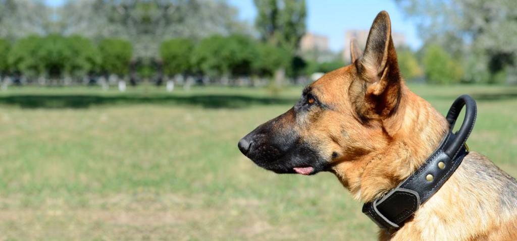 Berjalan kerah untuk anjing