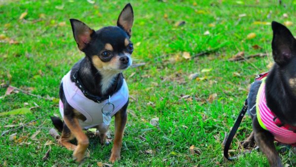 Fitur pelatihan Chihuahua baca artikel