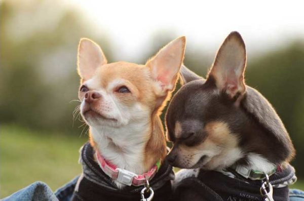 Pelatihan Chihuahua