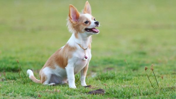 Pelatihan Chihuahua, Baca Artikel