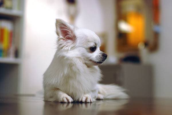 Pelatihan Chihuahua. Masalah toilet halus