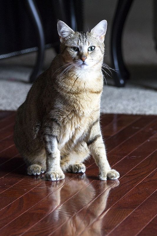 Pixie-Bob - kucing besar, di antara sepuluh ras domestik terbesar di dunia Pixie-Bob - kucing besar, di antara sepuluh ras domestik terbesar di dunia