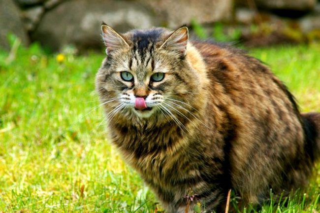 Meskipun sifatnya tenang, pixie-bob suka berlari, melompat, berjalan. Kucing ini akan dengan cepat menemukan bahasa yang sama dengan anak-anak. Meskipun sifatnya tenang, pixie-bob suka berlari, melompat, berjalan. Kucing ini akan dengan cepat menemukan bahasa yang sama dengan anak-anak.