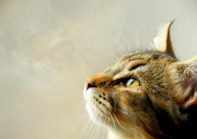 Kucing Pixie-Bob tenang dan terkendali, hewan-hewan ini tidak menyebabkan masalah bagi pemiliknya dan memimpin benih dengan sopan. Kucing Pixie-Bob tenang dan terkendali, hewan-hewan ini tidak menyebabkan masalah bagi pemiliknya dan memimpin benih dengan sopan.