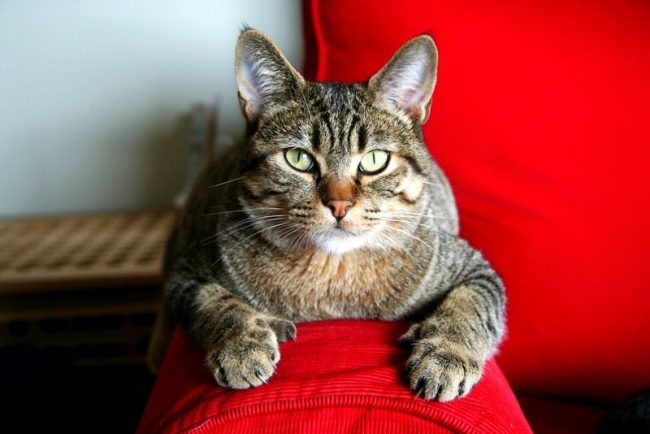Kucing pixie-bob domestik adalah universal - mereka cocok untuk keluarga dengan anak-anak dan orang tua. Hewan yang ramah dan mudah tertipu akan mencerahkan setiap hari hujan dan membuatnya hangat dan nyaman. Kucing pixie-bob domestik adalah universal - mereka cocok untuk keluarga dengan anak-anak dan orang tua. Hewan yang ramah dan mudah tertipu akan mencerahkan setiap hari hujan dan membuatnya hangat dan nyaman.